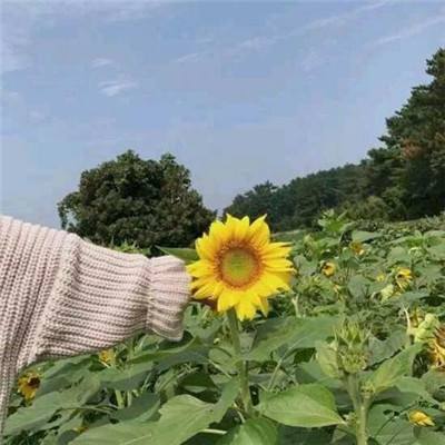 钢之炼金术士sf变态版下载